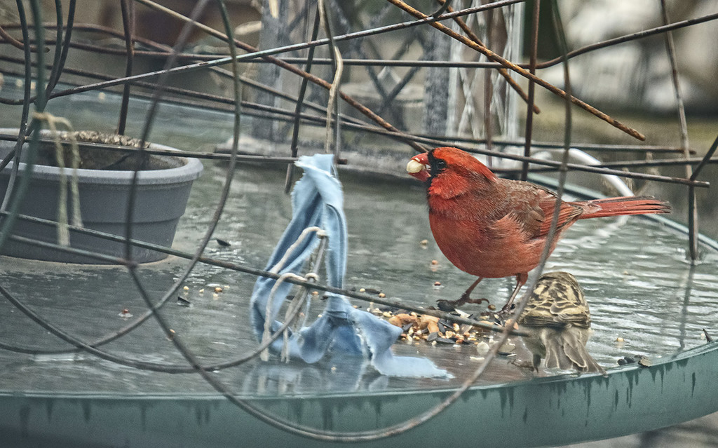 Red Bird, Blue Rag by gardencat