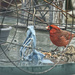 Red Bird, Blue Rag by gardencat