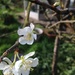 Plum tree by denidouble
