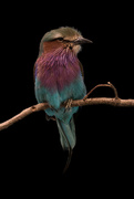 23rd Apr 2016 - Lilac-breasted Roller