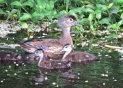 23rd Apr 2016 - Female Wood Duck with Ducklings