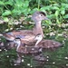 Female Wood Duck with Ducklings by rob257