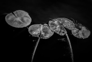 23rd Apr 2016 - lily pads in black and white