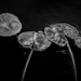 lily pads in black and white by jackies365