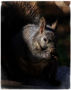 23rd Apr 2016 - Munching Squirrel, in the Spotlight