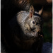 Munching Squirrel, in the Spotlight by gardencat