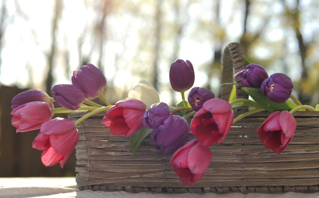 Tulip Basket by loweygrace