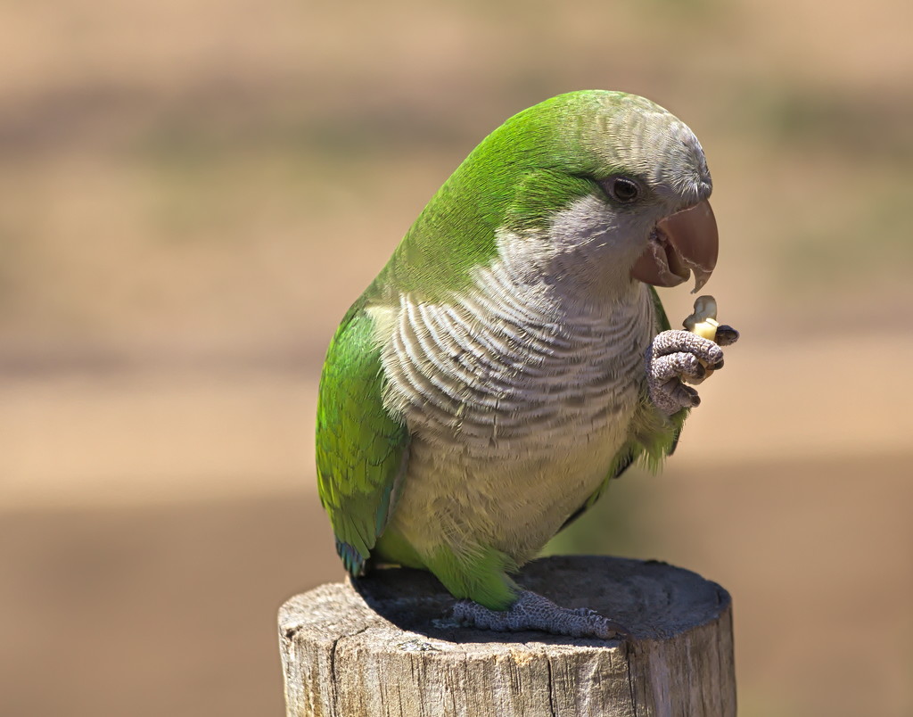 Friendly Monk Parakeet by phil_howcroft