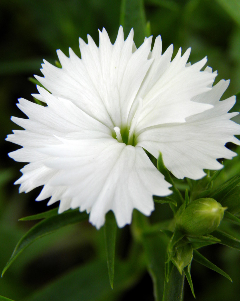 White by daisymiller