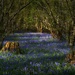 Bluebell Wood by lupus