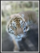 13th Oct 2010 - Tiger
