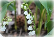 23rd Apr 2016 - Lily of the Valley