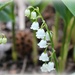 Lily of the Valley by essiesue