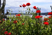 14th Apr 2016 - Poppies On The Water