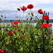Poppies On The Water by stephomy