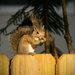 Sunlit Squirrel! by rickster549
