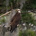 Late Afternoon Osprey by rickster549