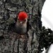 This woodpecker was just too cute singing from his tree hole. by sailingmusic