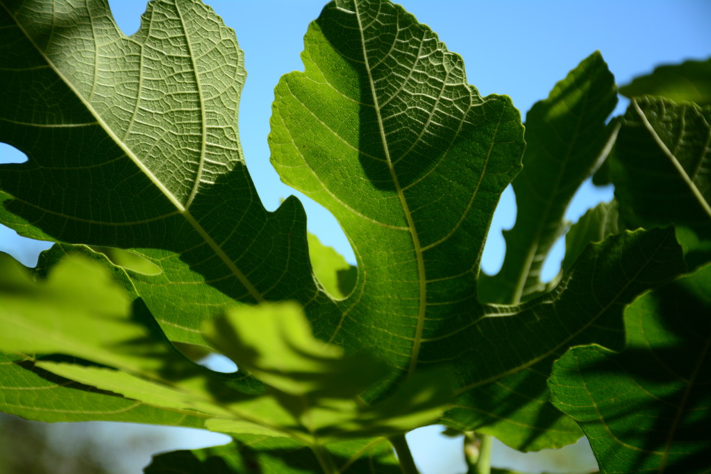 Fig leaves against the sky...sooc by thewatersphotos