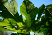 21st Apr 2016 - Fig leaves against the sky...sooc