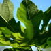 Fig leaves against the sky...sooc by thewatersphotos