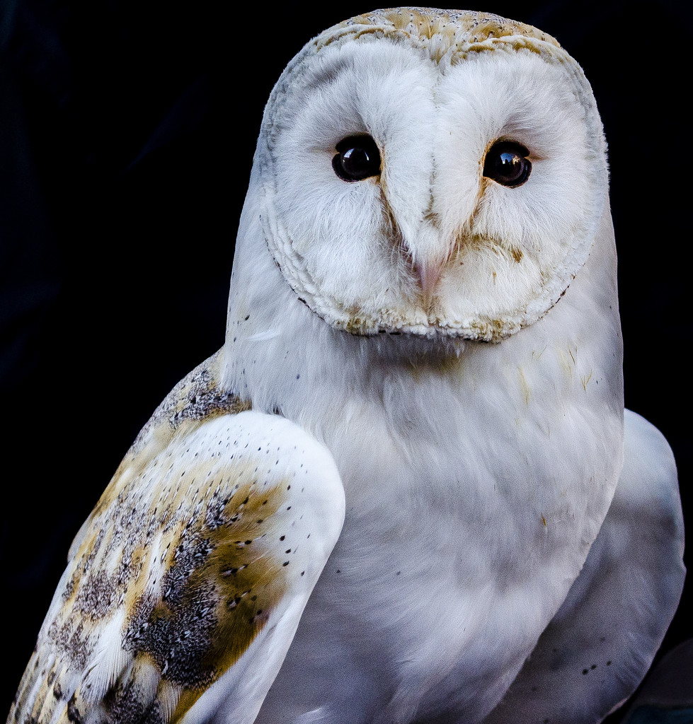 Barn Owl by tonygig