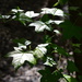 Sweet gum leaves in sunlight, Beidler Forest in Four Holes Swamp, Dorchester County, South Carolina by congaree