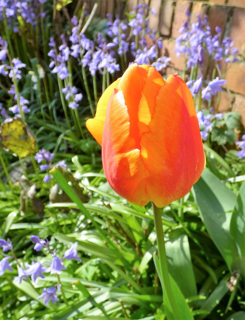 Tulip and blue bells  by beryl