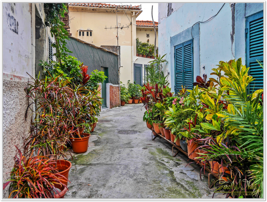 Side Street,Camara De Lobos,Madeira by carolmw