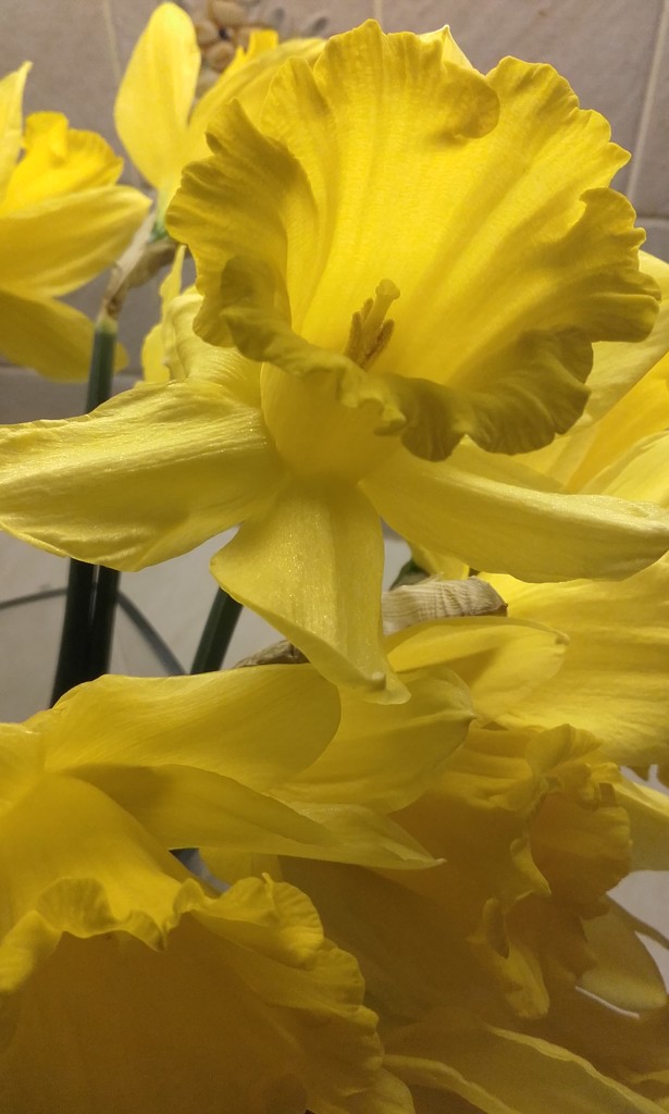 Daffodils by dragey74
