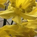 Daffodils by dragey74