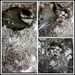 Camera nest box by rosiekind