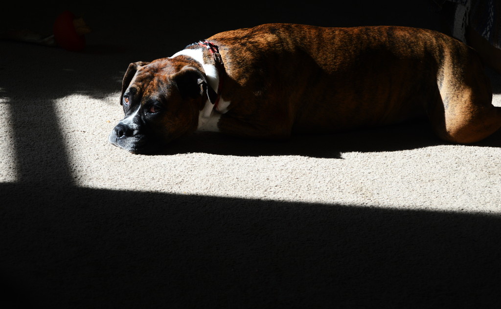 Dog loves sunshine by francoise