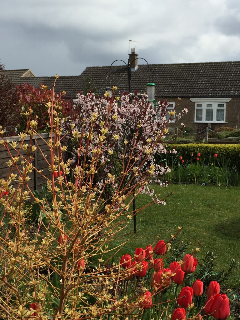 Front Garden in April  by gillian1912