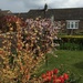 Front Garden in April  by gillian1912