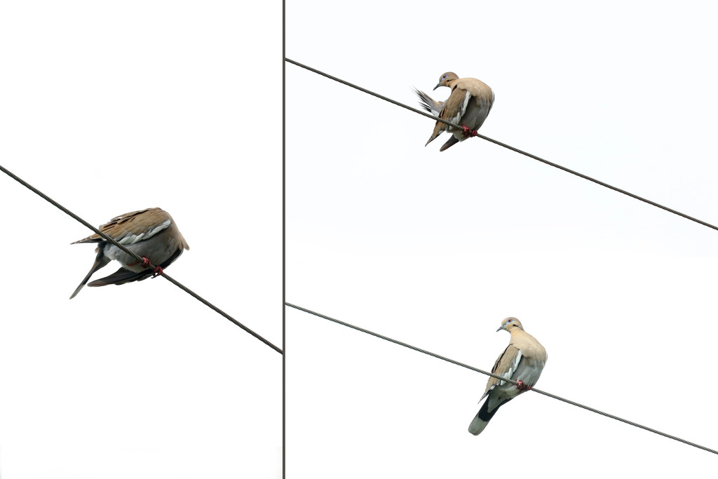 Dove doing acrobatics by ingrid01