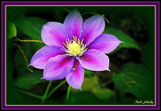 22nd Apr 2016 - Clematis
