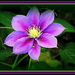Clematis by vernabeth