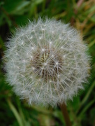 24th Apr 2016 -  Delicate Dandelion