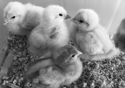 22nd Apr 2016 - Chicks
