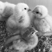 Chicks by emma1231
