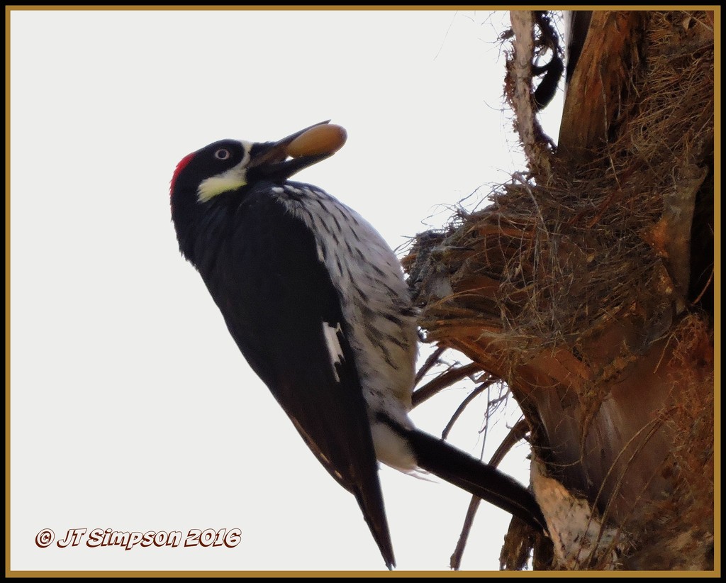 Acorn Woodpecker... by soylentgreenpics
