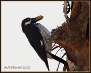24th Apr 2016 - Acorn Woodpecker...