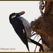 Acorn Woodpecker... by soylentgreenpics
