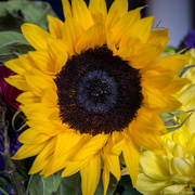 24th Apr 2016 - Sunflower