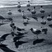 Gulls In Car Park by davidrobinson
