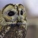 Owl by spectrum
