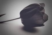 24th Apr 2016 - tulip noir
