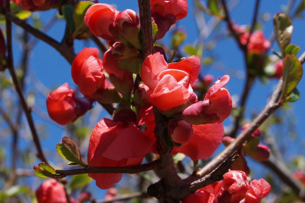 Flowering Quince by meotzi