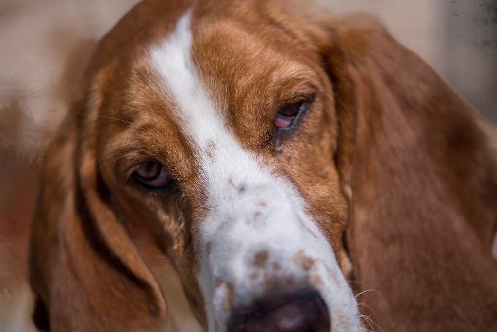 Gus, the Rescue Basset Hound by taffy